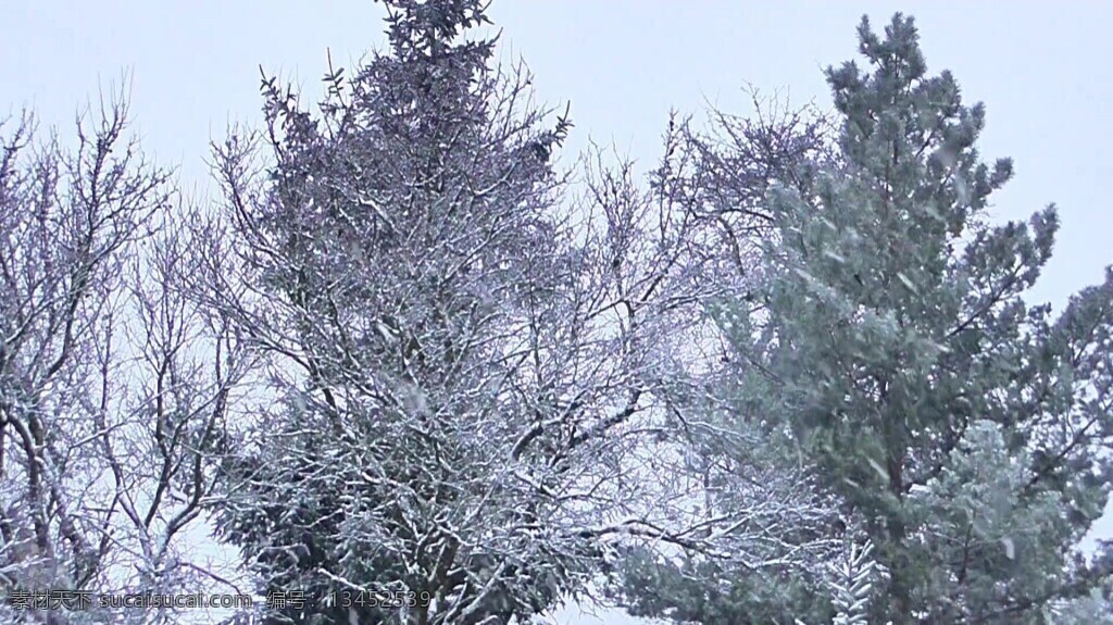 下雪 自然风景 树木 视频 树木视频素材 雪景 大自然 风景 实拍视频 视频素材