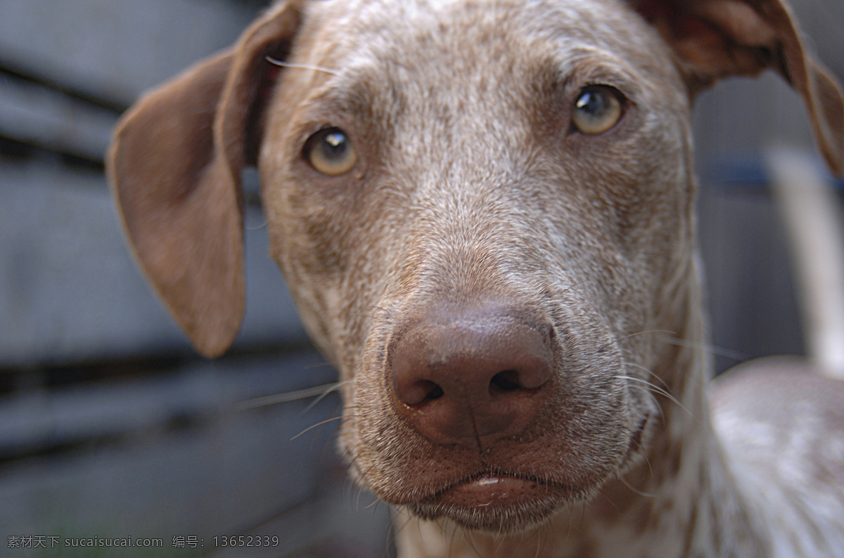 宠物狗狗特写 宠物 宠物狗 可爱 小狗 名犬 名贵犬种 犬科动物 面部特写 陆地动物 生物世界 灰色