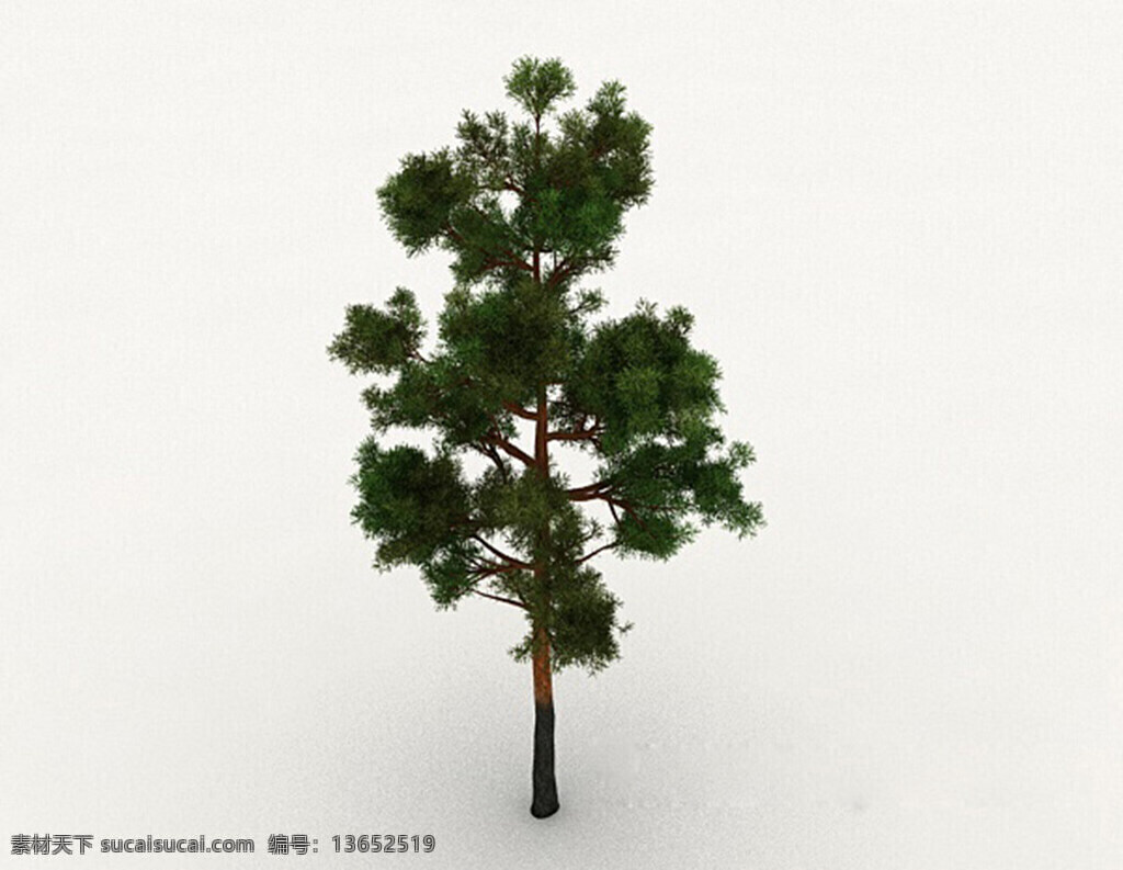 常见 松树 品种 3d 模型 3d模型下载 3dmax 现代风格模型 绿色模型 白色
