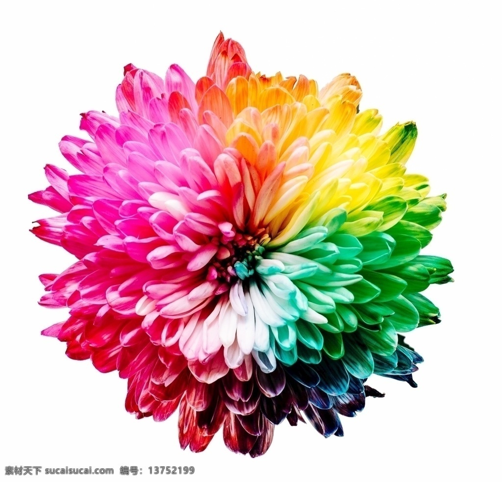 彩色菊花图片 七彩菊花 花朵 花瓣 鲜花 鲜花素材 鲜花植物 生物 生物世界 花草 创意菊花 花卉 创意鲜花图片 高清壁纸 多色花朵 植物动物生物