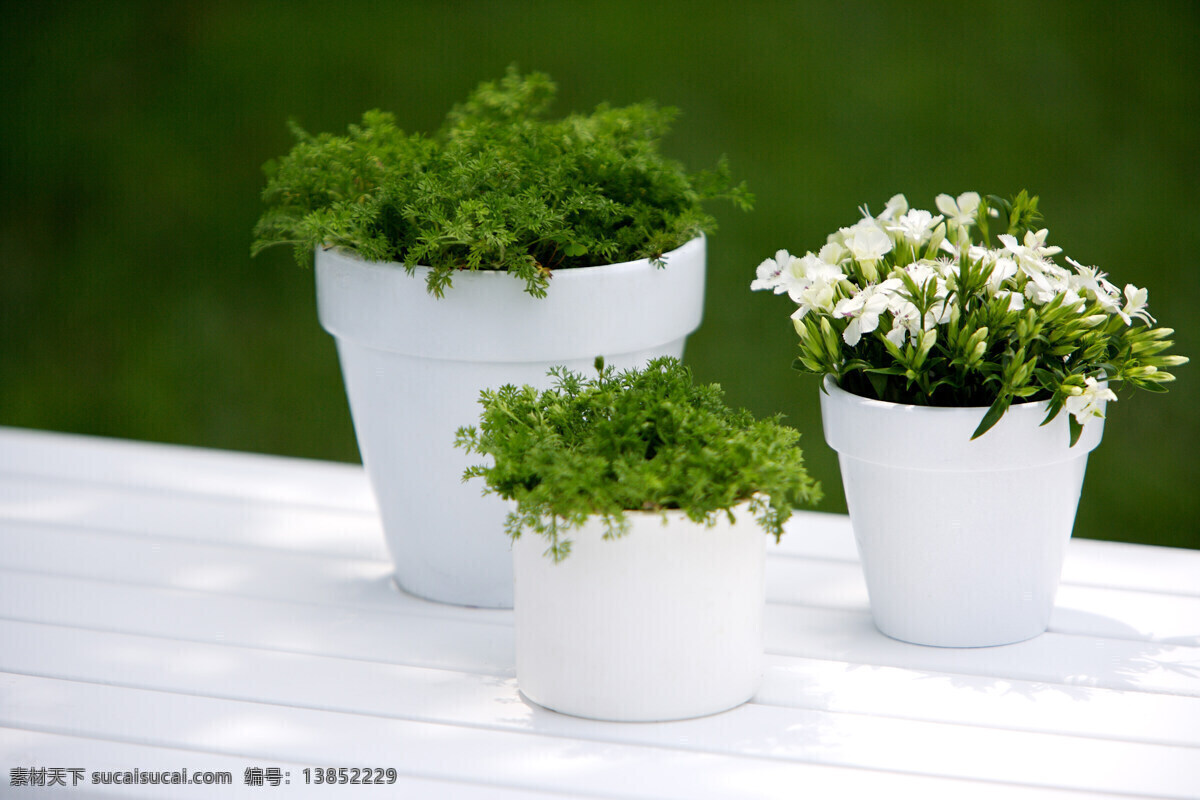 盆栽 绿色 白色 花卉 春天 生物世界 花草