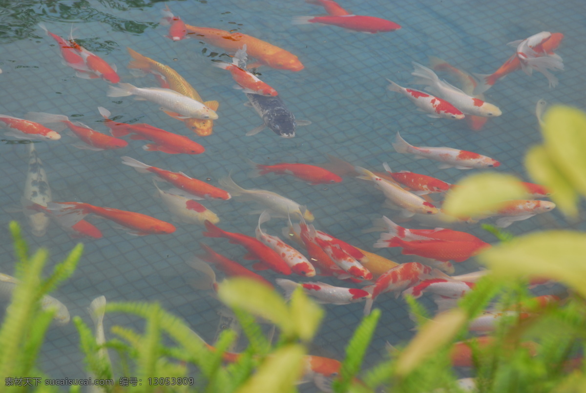 池塘 锦绣 锦鲤 鲤鱼 生物世界 鱼类 池塘锦绣 游鱼追逐