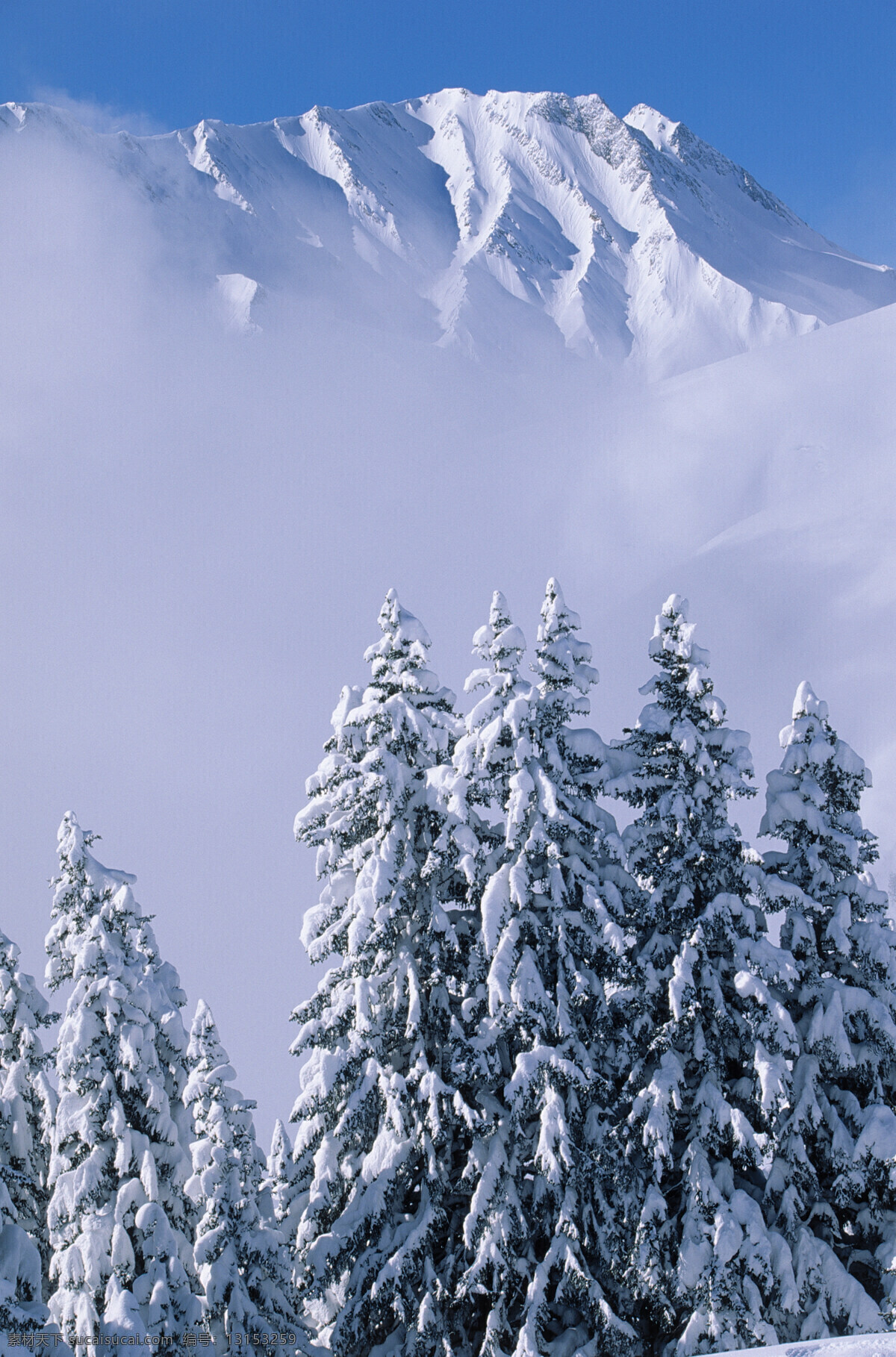 挺立 雪松 景色 景观 景光 蓝天 白云 云彩 白天 高山 山峰 雪 雪山 松树 大自然 明亮 宽阔 高清图片 山水风景 风景图片