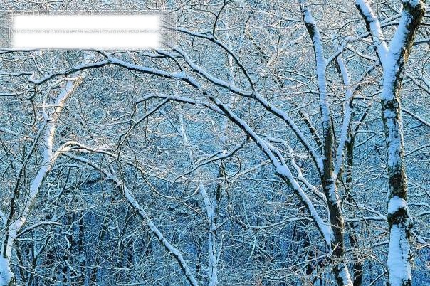 丛林 之美 白雪 旅游摄影 摄影图 树枝 早晨 自然景观 丛林之美 风景 生活 旅游餐饮