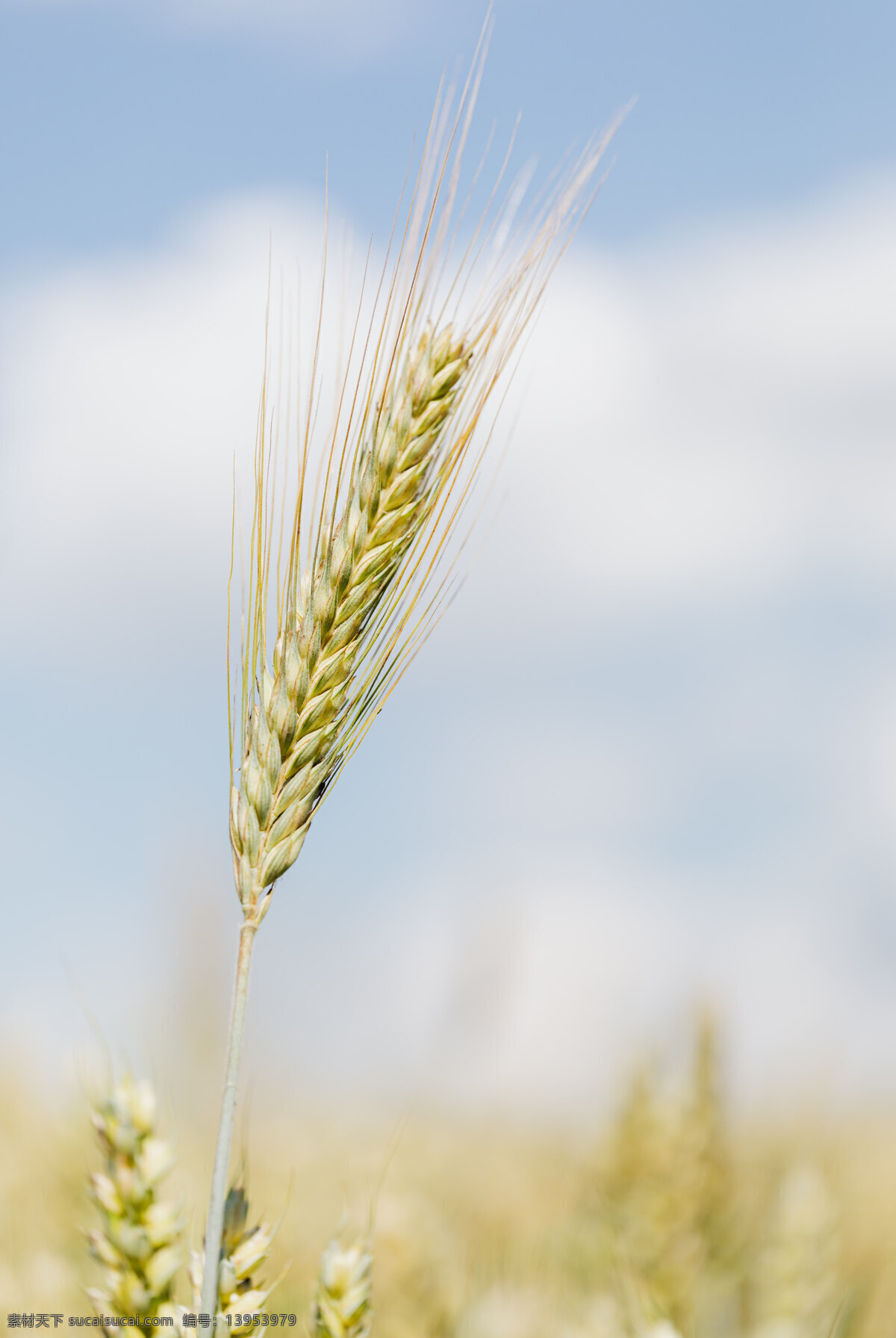 麦穗唯美背景 麦穗 大麦 小麦 农民 庄稼 粮食 农药 大米 吃饭 种地 麦苗 丰收 生物世界 其他生物