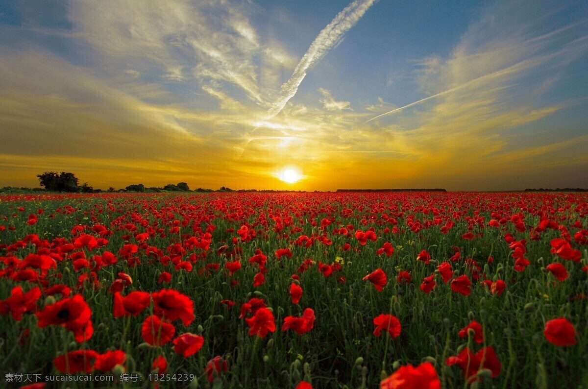 日出 蓝天 白云 太阳 夕阳 红花 植物 花卉 风景 自然景观 自然风景