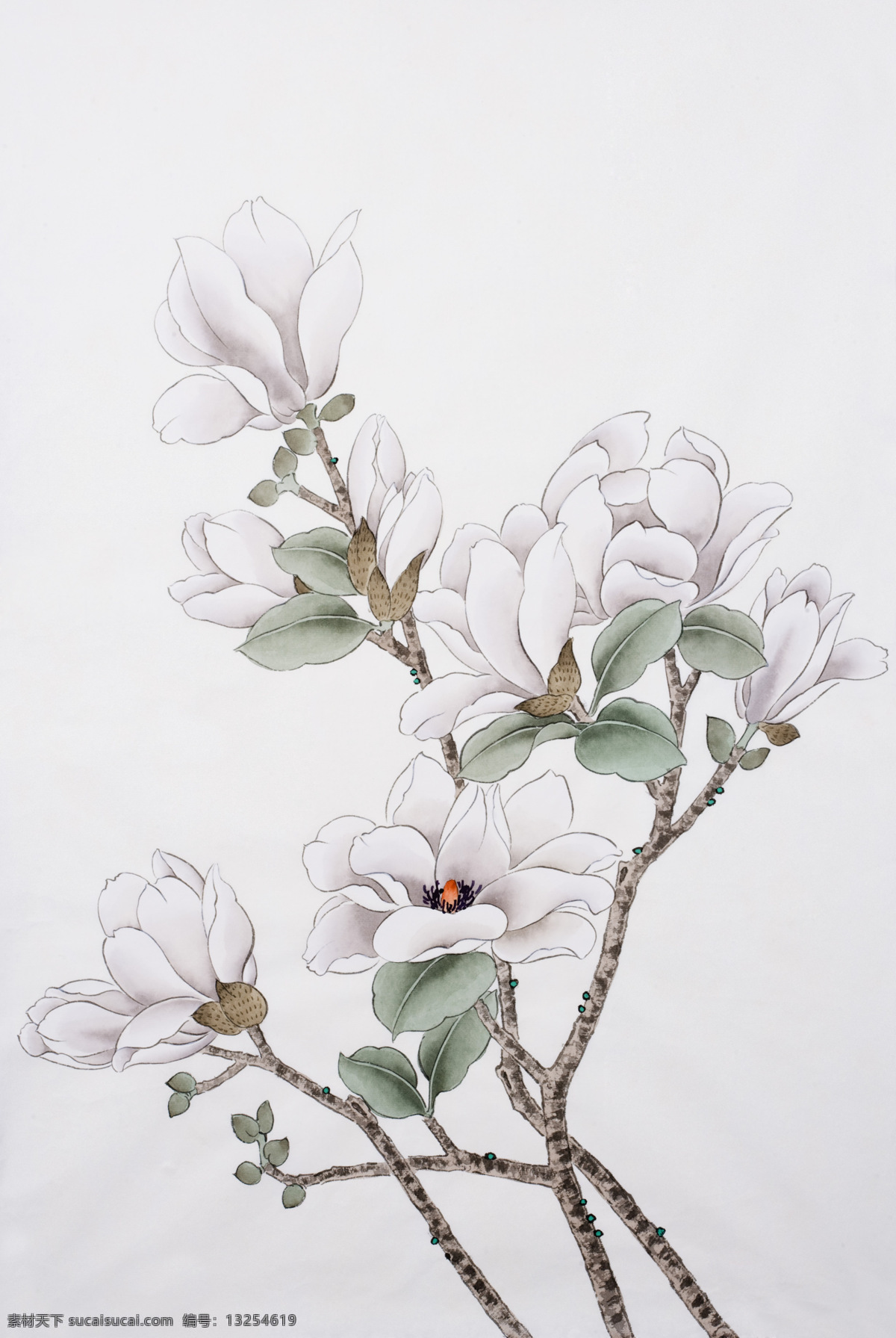 绘画花朵 绘画 花朵 中国画 民俗 画作 白花 白色 玉兰花 绘画书法 文化艺术