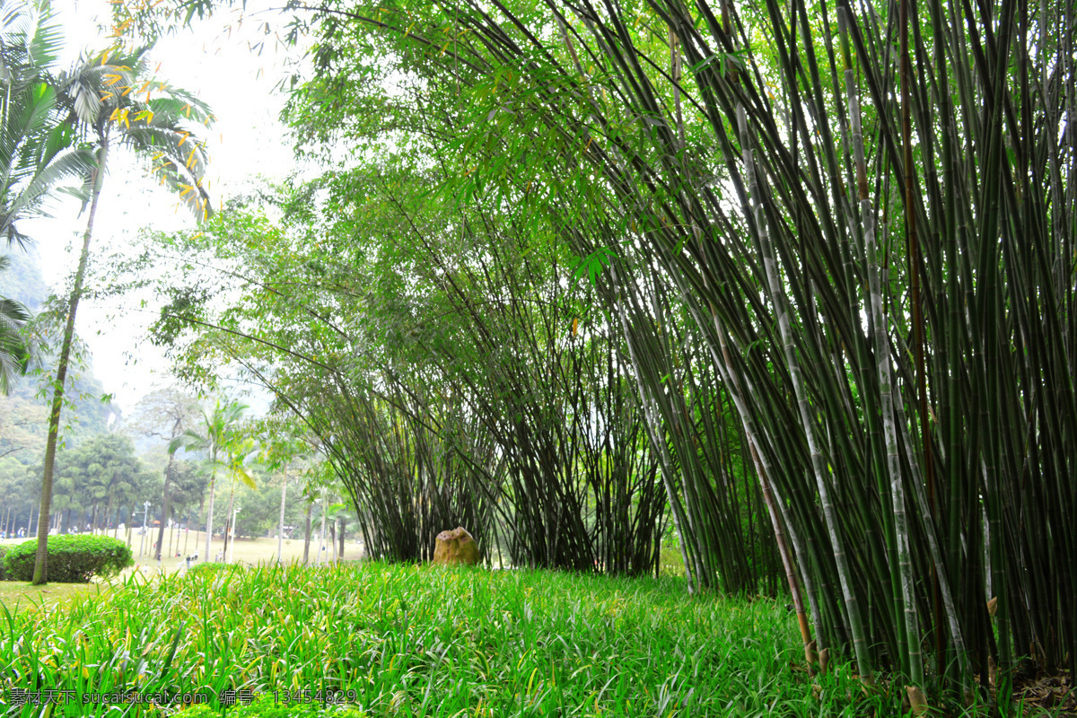 竹子 竹报平安 竹林 中国风 柱子背景 自然景观 山水风景