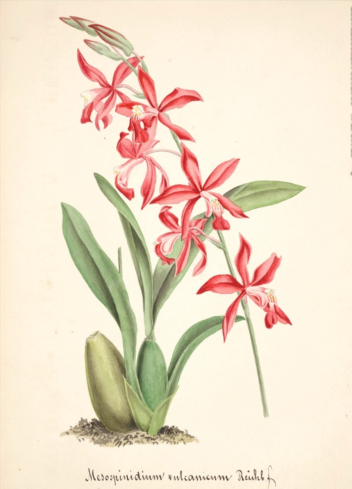 手绘兰花 植物图鉴 兰花手绘稿 水彩画 植物 手绘花朵 兰花插画 自然 手绘花 植物果实插画 兰花 插图 彩色兰花图 唯美鲜花 漂亮 鲜花 装饰画 欧式 花卉 传统艺术 艺术 花朵 花鸟画 手绘花鸟画 风景画 插画 生物世界 花草