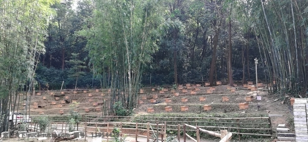 养蜂场 树木 树林 树 养蜂 蜂蜜养殖场 蜜蜂 自然景观 田园风光
