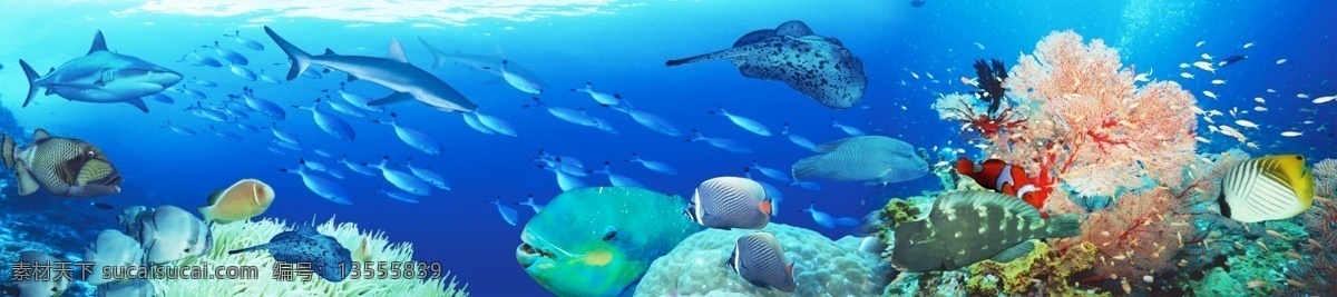 海底世界 海底景色 海底 各种鱼 礁石珊瑚 风景 分层 源文件