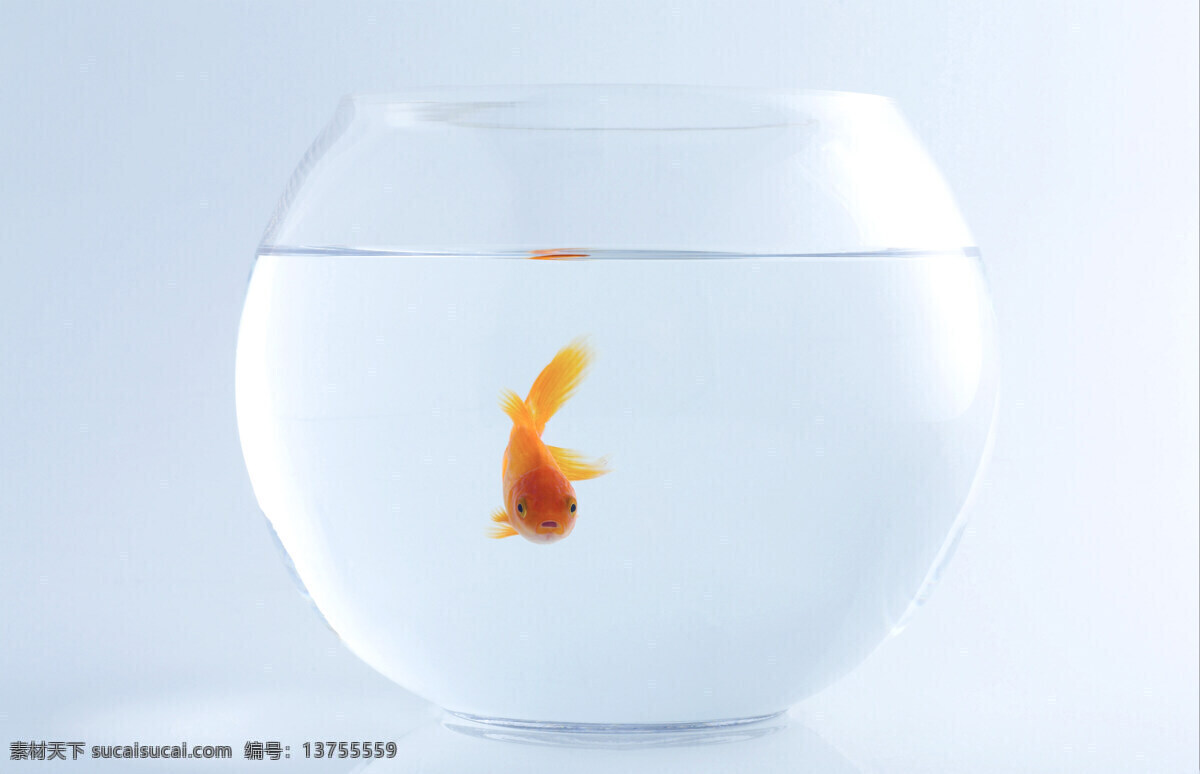 金鱼 生物世界 鱼缸 鱼类 红色金鱼 小金鱼