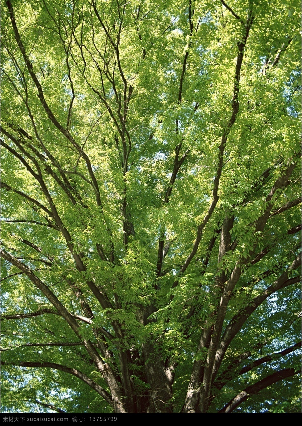 树木树叶 灌木 树木 树 植物 树木图 树木素材 树木的图片 摄影图 生物世界 树木灌木 摄影图库