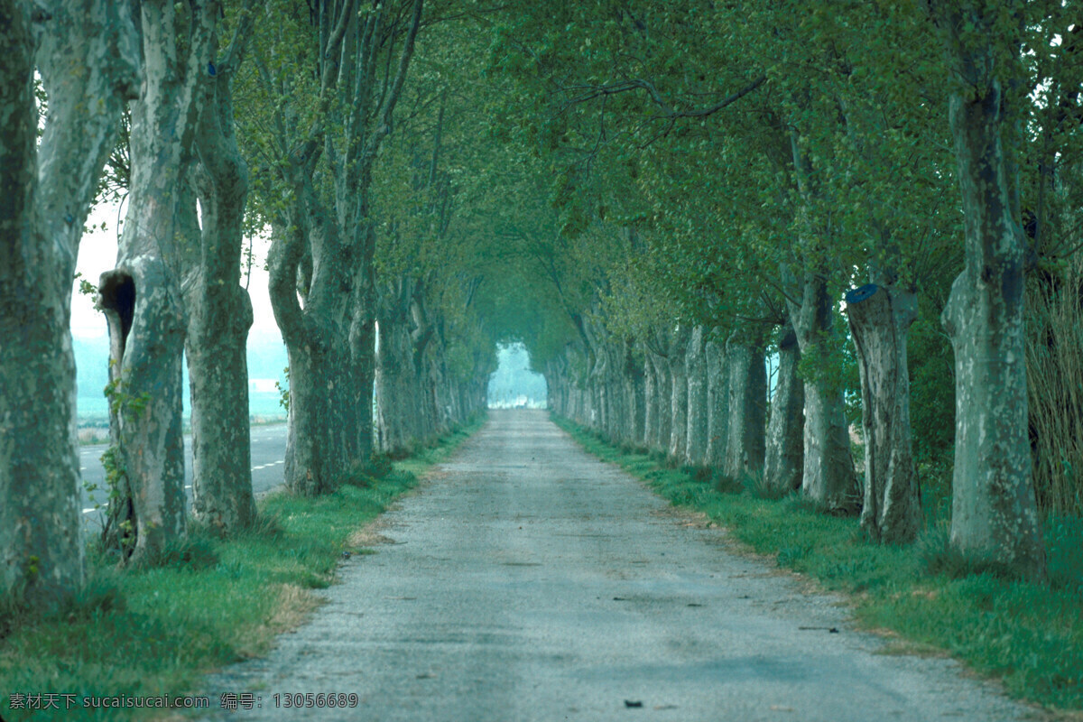 自然风光 背景 素材图片 大树 植物 绿道 公路 道路 道路摄影 交通 公路图片 环境家居