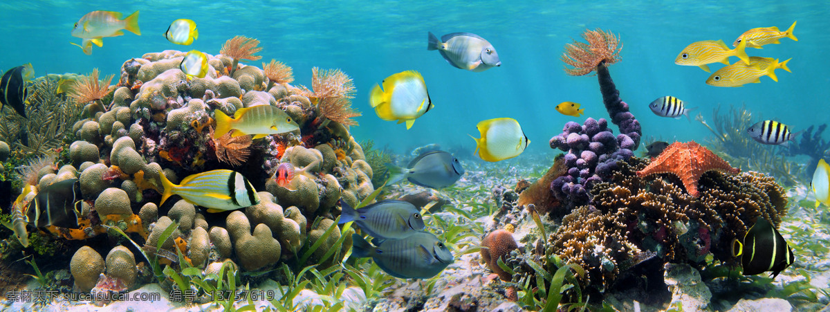 海洋生物 大海 海底 海底世界 珊瑚 生物世界 鱼 鱼类 洋生物 鱼群