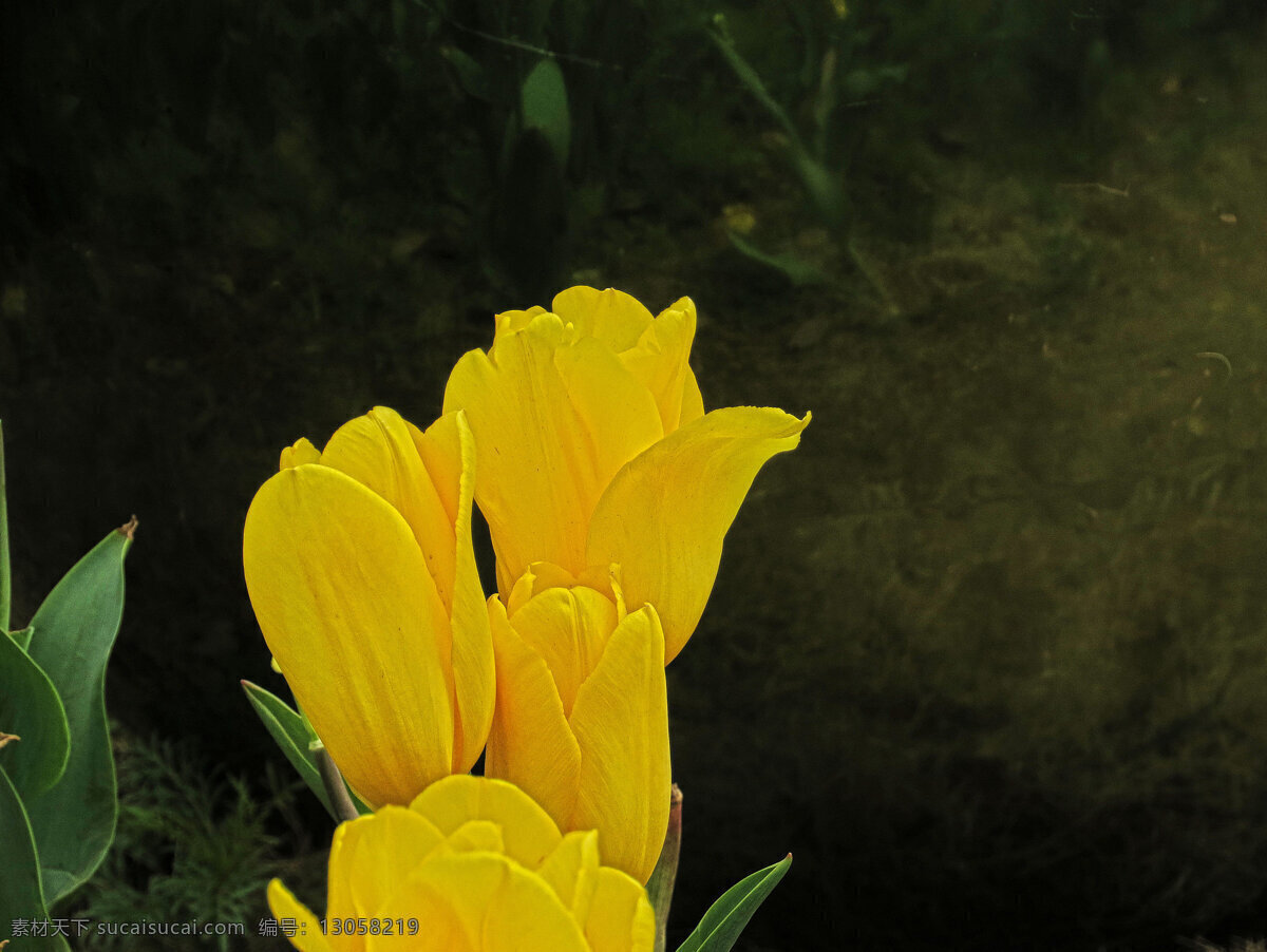 鲜艳 黄色 郁金香 鲜花 花卉 花朵 花草