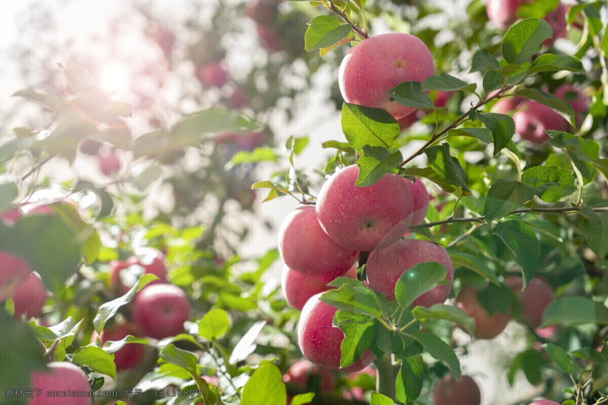 苹果结果 苹果 果园 结果 水果 背景 美食 生物世界