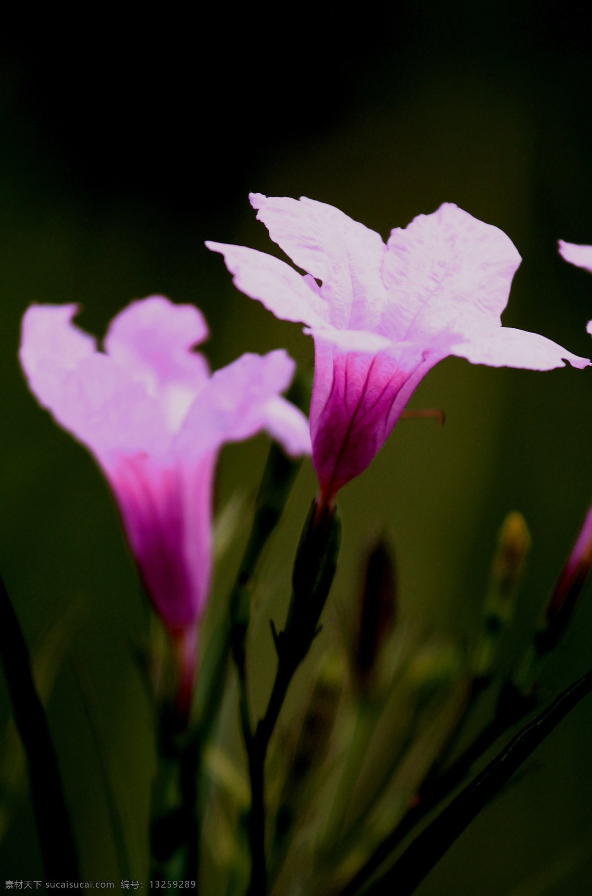 紫叶芦莉草