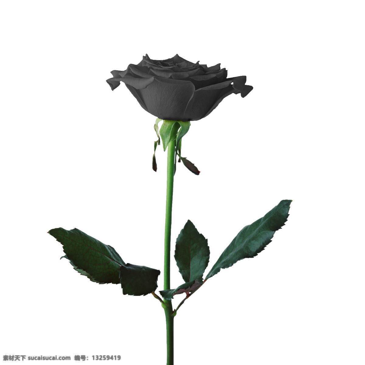 黑色 玫瑰花 高清