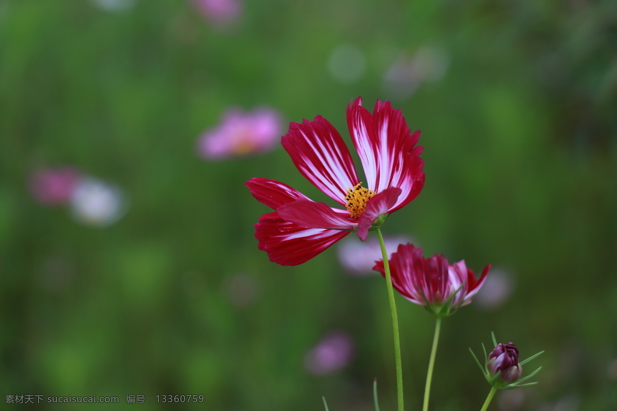 波斯菊