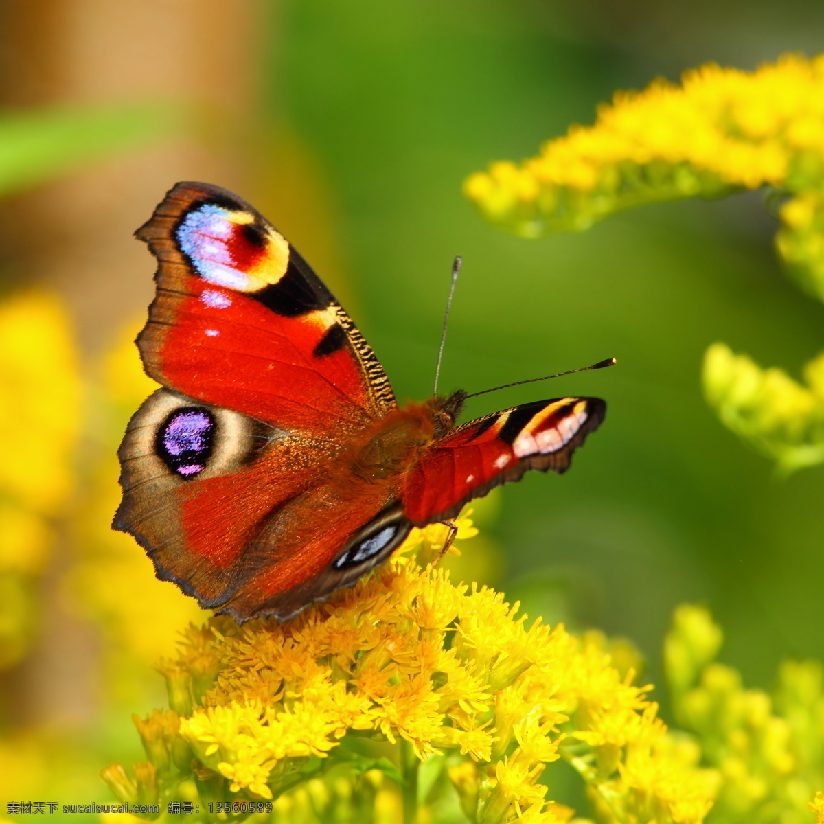 昆虫 动物 蝴蝶 美丽蝴蝶 采蜜 鲜花 昆虫世界 生物世界 黄色