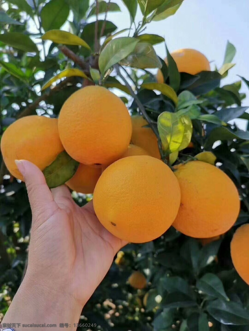 橙子 水果 果实 食品 食物 生物世界