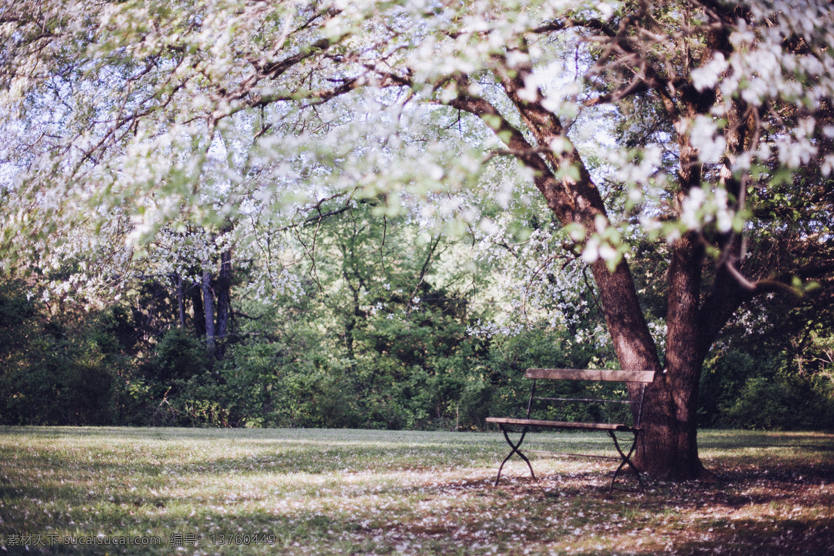 樱花树下 树 公园 风景 唯美 浪漫 文艺 樱花 生物世界 花草