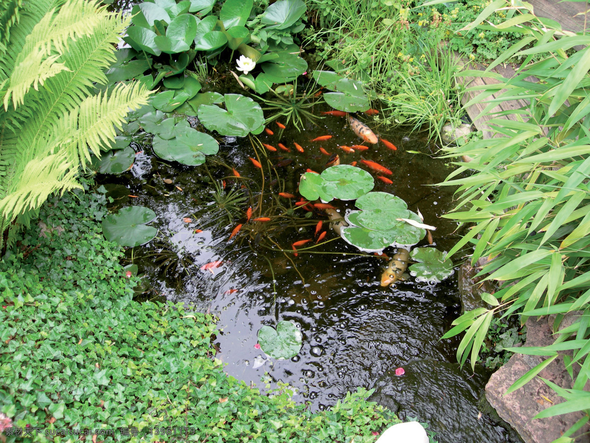 鲤鱼 池塘 草 高清 摄影图库 生物世界 鱼类 鲤鱼池塘 水