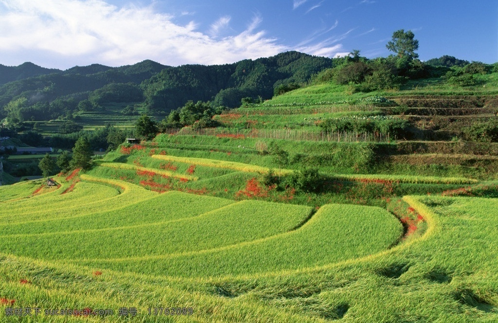 田园风光 梯田 农作物 耕地 层次 稻田 绿色 自然风景 自然景观 国内旅游 旅游摄影