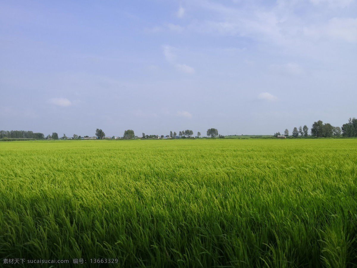 稻田 五常 稻田地 有机基地 稻花香 大米 水稻 自然景观 田园风光