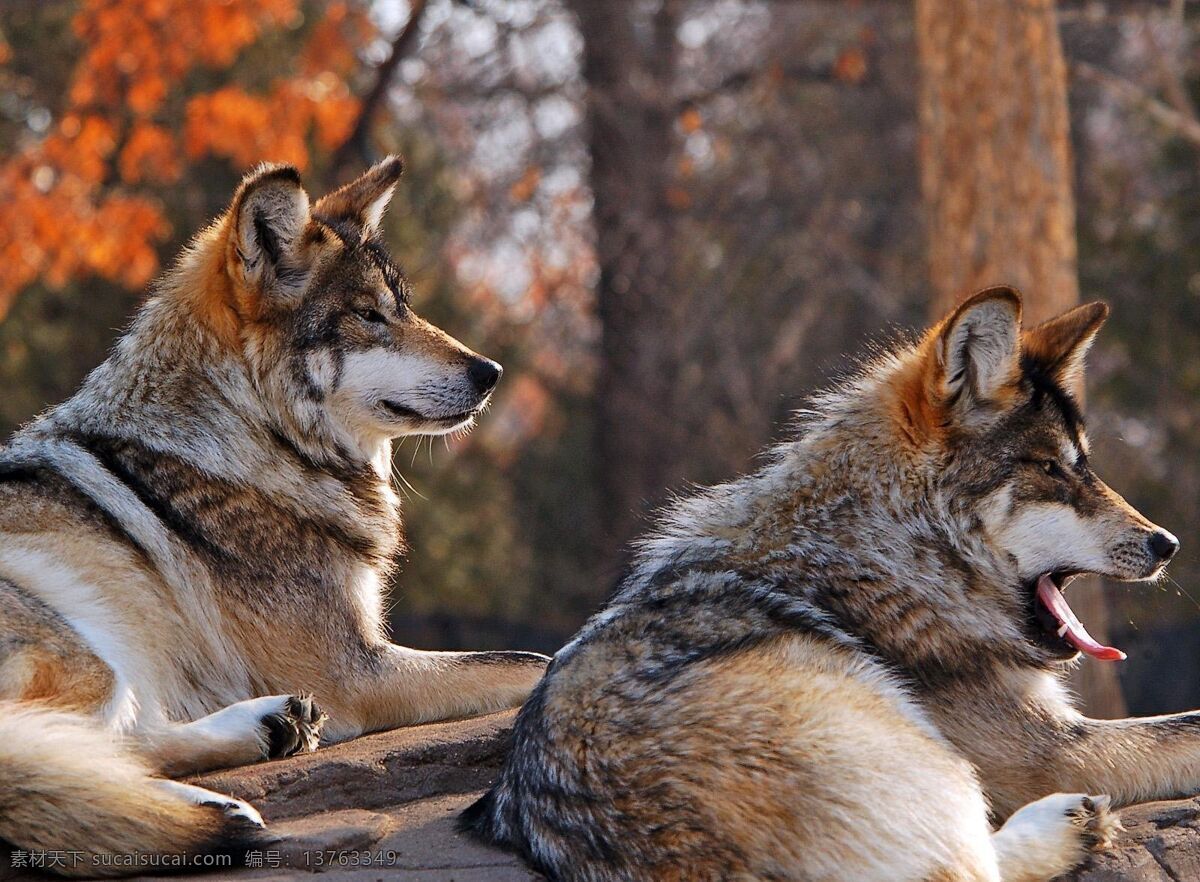 狼群 狼 凶狠 杀戮 狩猎 生物世界 野生动物