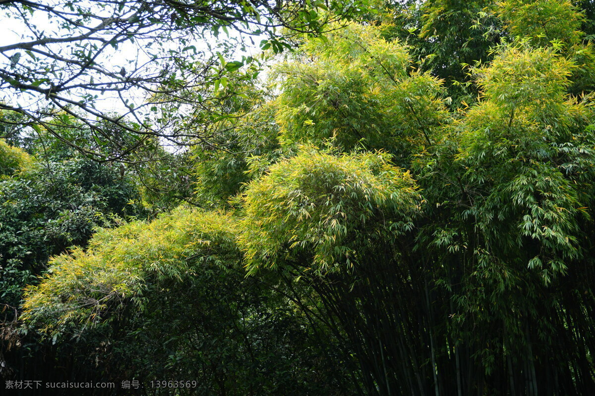 竹叶 竹子 植物 树枝 绿叶 黄叶 生物世界 树木树叶