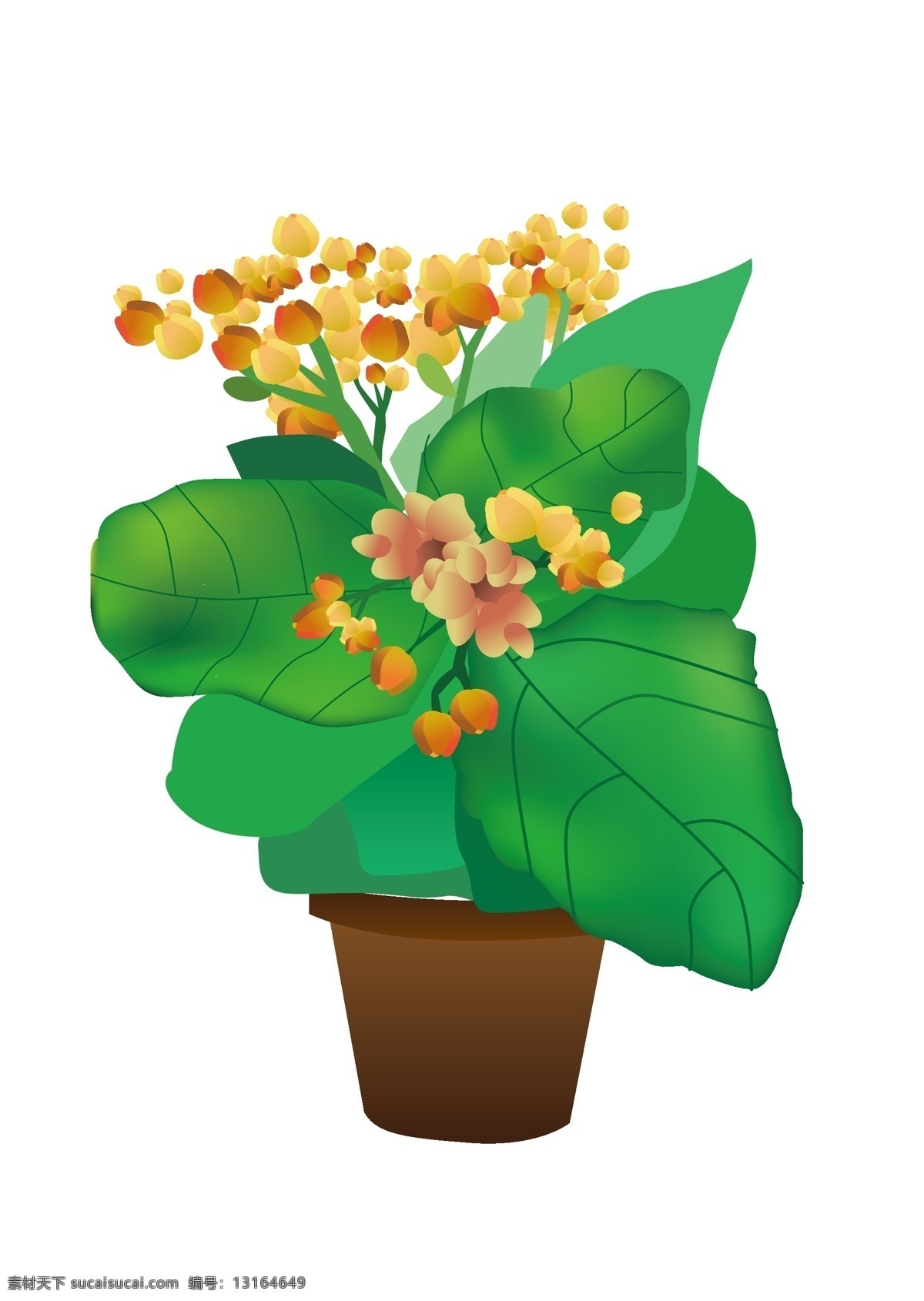 长寿 花盆 栽 手绘 矢量图 长寿花 花卉 盆栽 自然景观