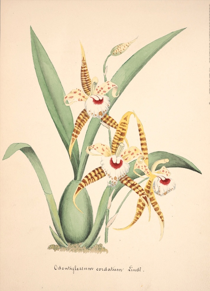 手绘兰花 植物图鉴 兰花手绘稿 水彩画 植物 手绘花朵 兰花插画 自然 手绘花 植物果实插画 兰花 插图 彩色兰花图 唯美鲜花 漂亮 鲜花 装饰画 欧式 花卉 传统艺术 艺术 花朵 花鸟画 手绘花鸟画 风景画 插画 生物世界 花草