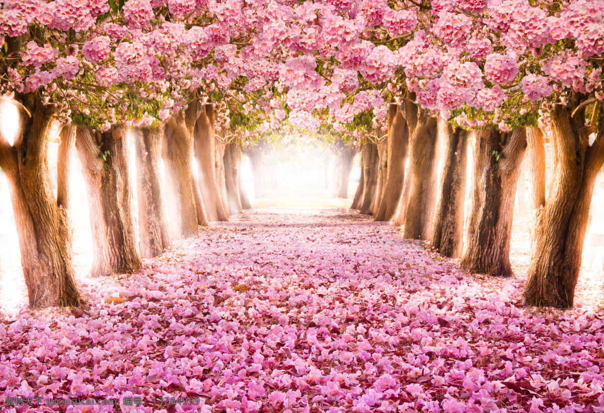春天 落英缤纷 树木 风景 自然 大树 梦幻 唯美 浪漫 花朵 鲜花 花瓣 落花 粉红色 田园风光 自然景观