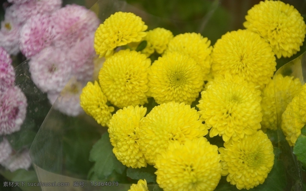 花卉 乒乓菊 菊科的一种 有黄绿白三色 黄色 球形 也有变色的 花卉系列 生物世界 花草