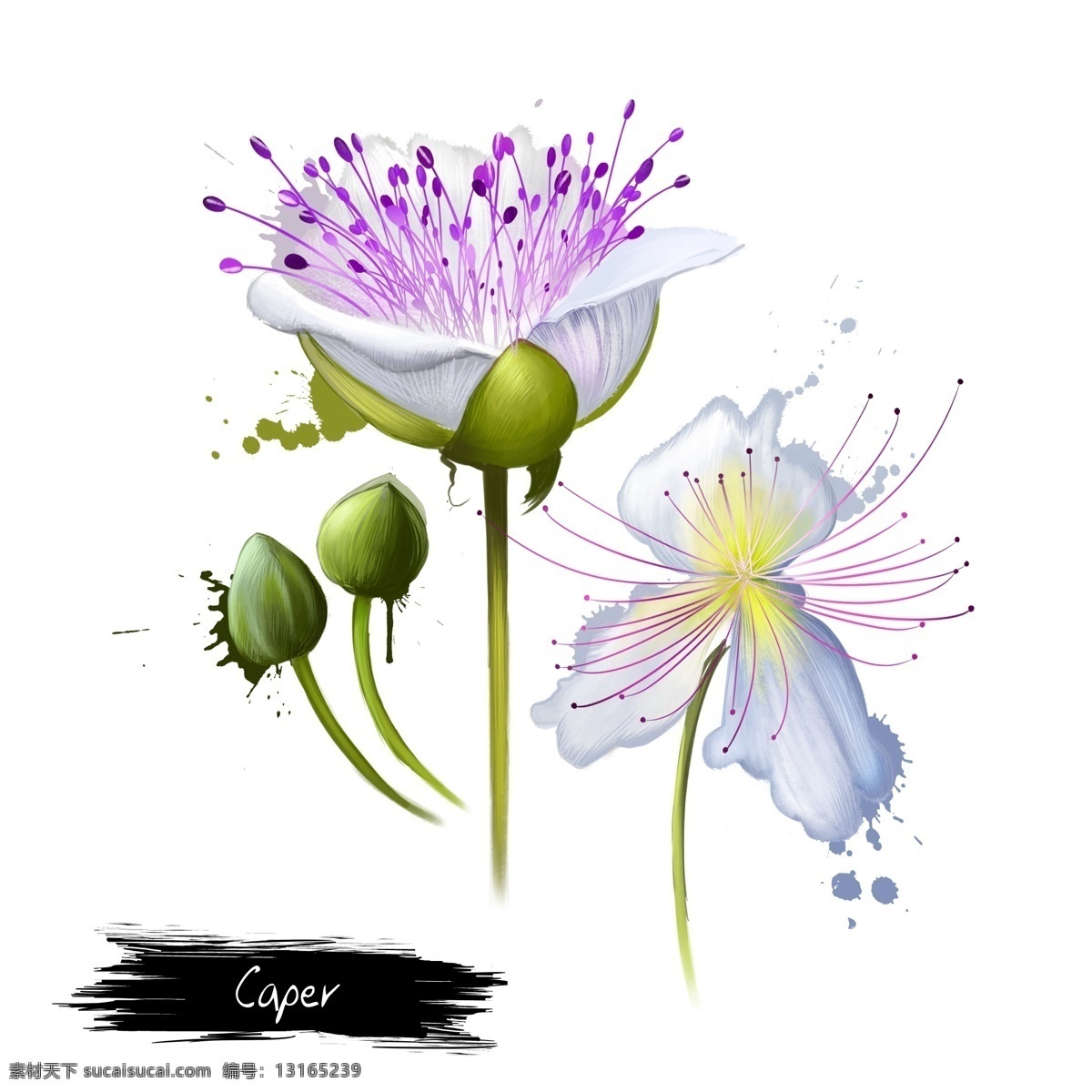 手绘 清新 白色 花朵 源文件 紫色 花蕊 绿叶 花苞 装饰图案