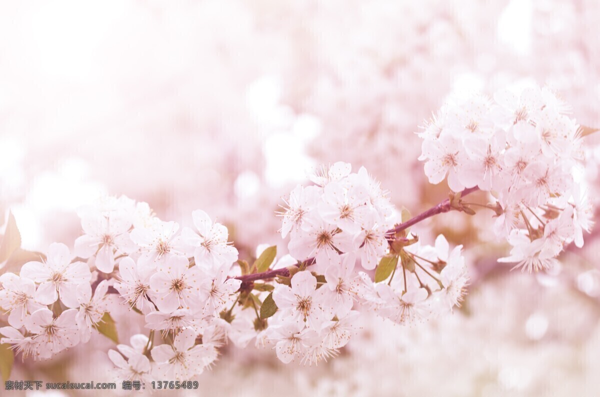 唯美 樱花 景色