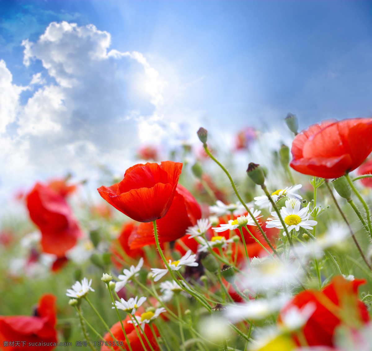 高清花朵摄影 天空 蓝天白云 太阳 罂粟 罂粟花 花朵 鲜花 鲜花摄影 花朵素材 叶子 绿叶 花束 自然 自然风光 自然风景 自然景观 红色