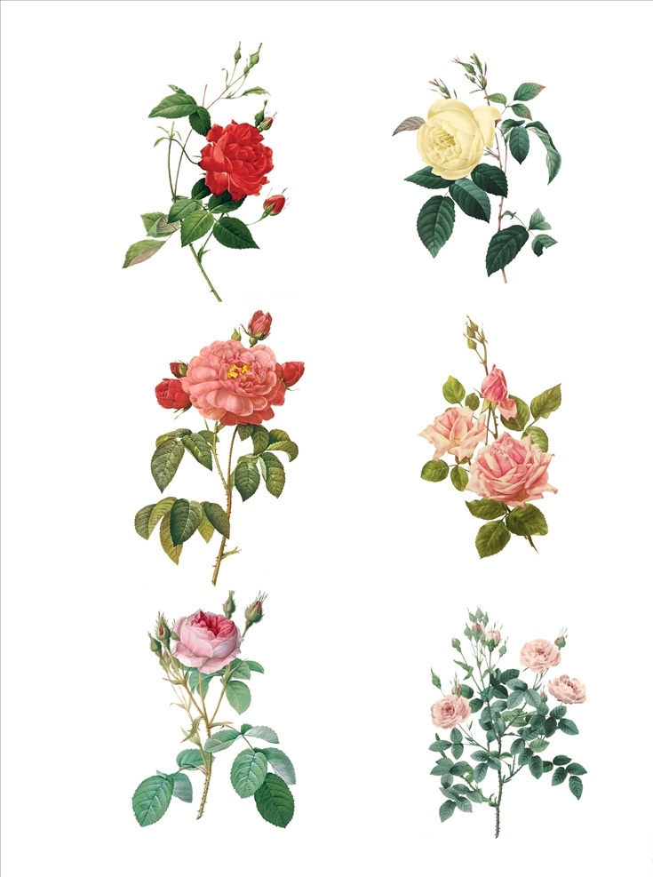 花素材 花朵 花朵素材 花封面 花背景 花底纹 小花 玫瑰花 玫瑰花素材 玫瑰花背景 玫瑰花底纹 玫瑰花封面 杜鹃花 杜鹃 一朵花 花束 一扎花 一朵玫瑰 红玫瑰 花素描 玫瑰花插画 花插画 牡丹花 野花 底纹边框 其他素材