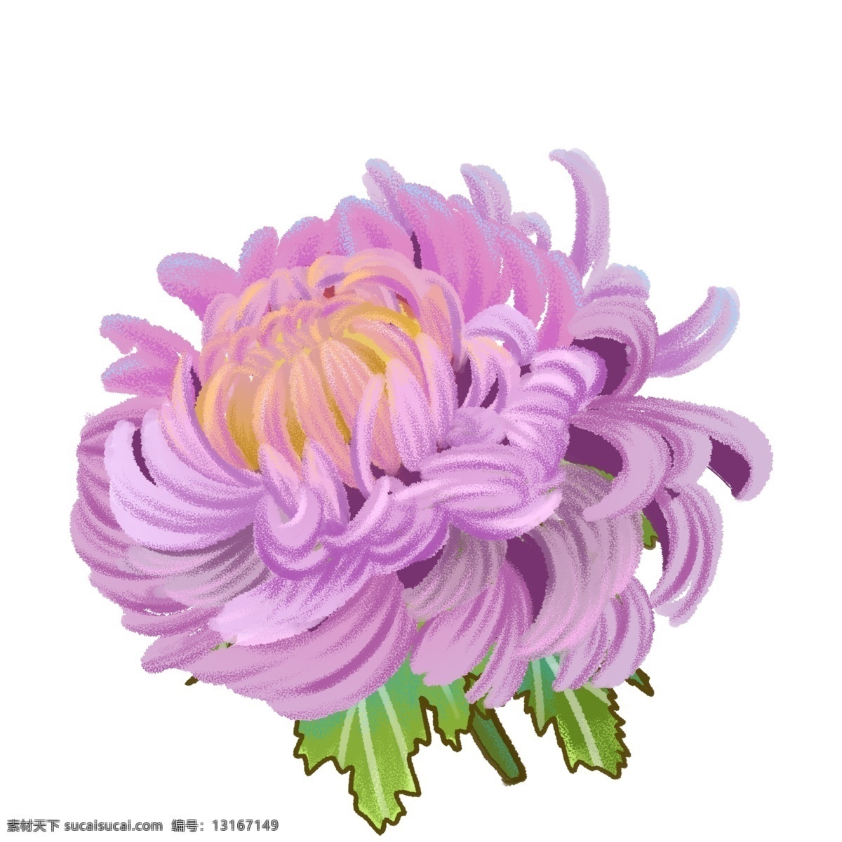 微 立体 粉 紫色 菊花 商用 绿叶 植物 花朵 花瓣 菊花紫 花语 芍药类植物 手绘风花