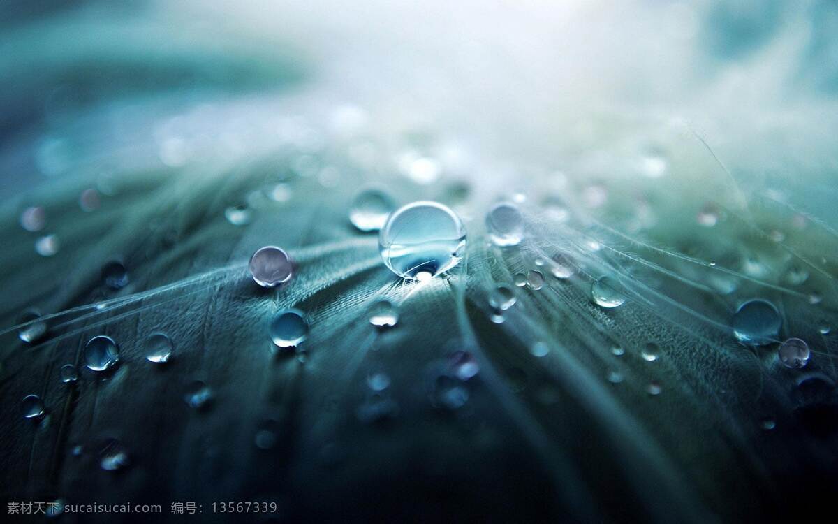 露水 绿叶 清新 自然 早晨 自然景观 自然风景
