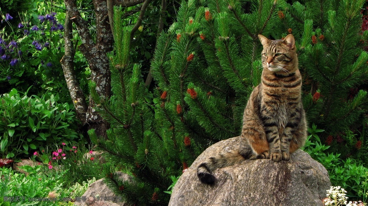 宠物猫 小猫 猫咪 花猫 宠物 家宠 可爱 调皮 机灵 萌宠 宠物摄影 宠物壁纸 猫咪壁纸 动物 生物世界 家禽家畜