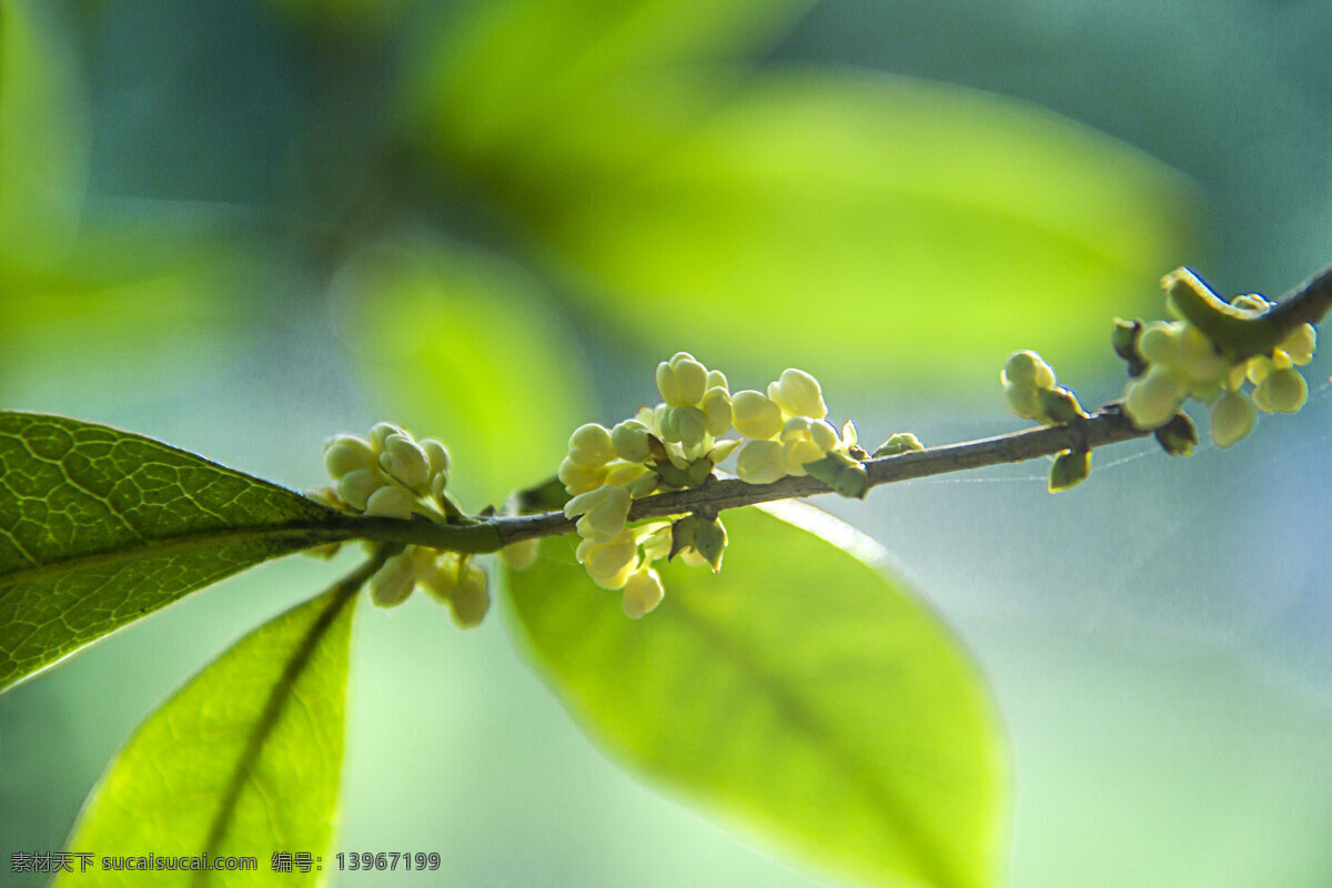 金桂 银桂 桂花树 桂花飘香 桂花林 桂花香 八月桂花香 桂花园 桂花 生物世界 花草