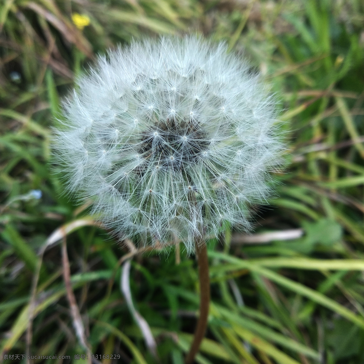 蒲公英 绒毛 草地 傍晚 纷繁 自然景观 自然风景