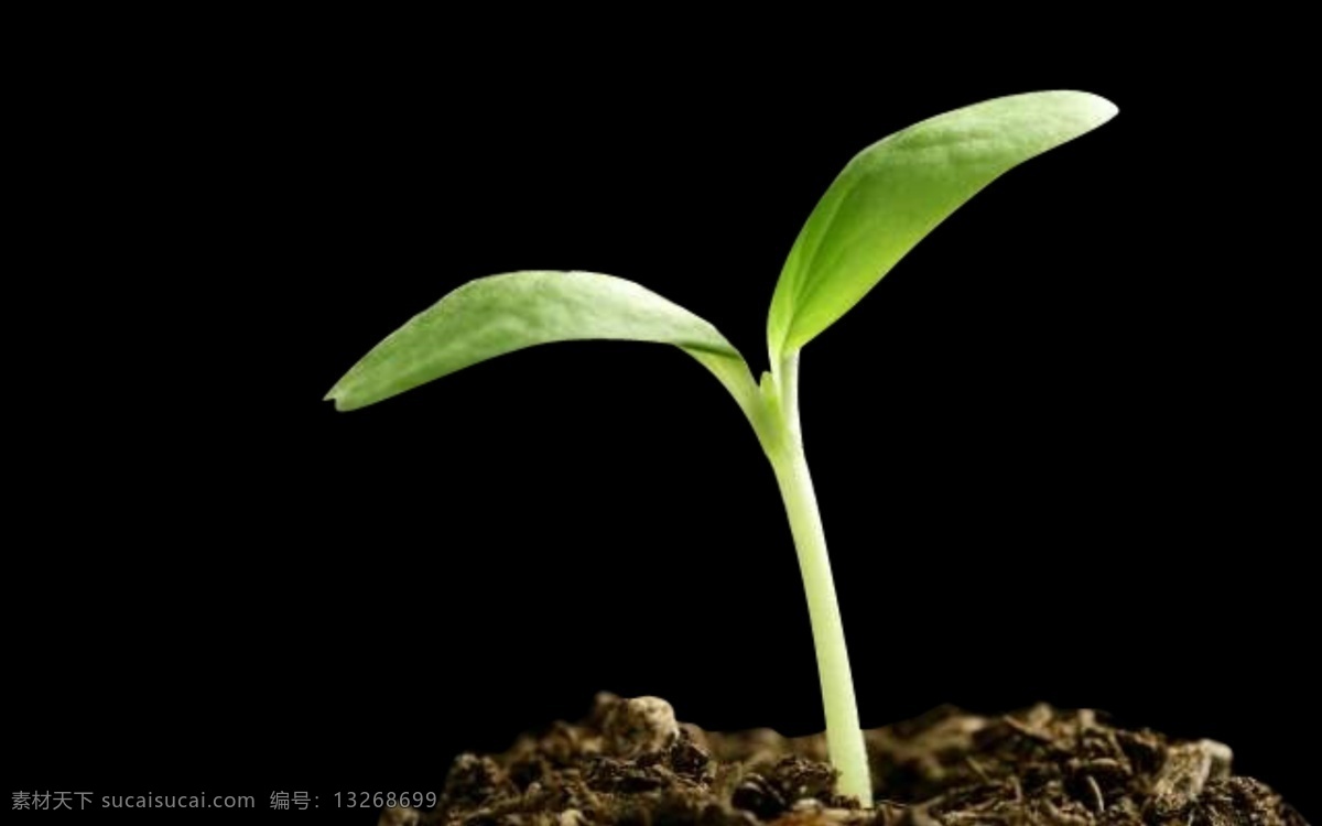 小绿色植物 植物发芽 psd文档 png格式