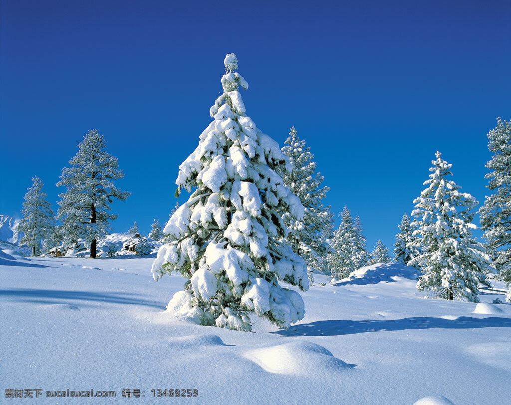 冬日 风景 冬景 蓝天 树影 雪地 雪松 生活 旅游餐饮