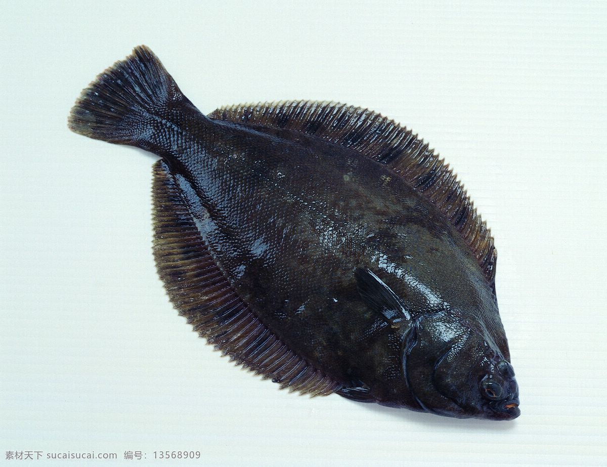 鲽 鱼 贝壳 海鲜 海鲜素材 摄影图库 生物世界 鱼类 鲽鱼