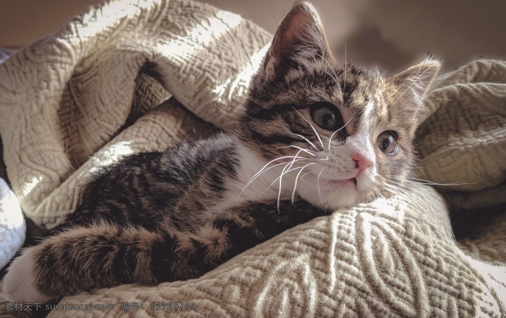 猫咪 小猫 毛茸茸 猫爪 肉垫 可爱 小动物 动物 英短 美短 蓝猫 布偶 家猫 流浪猫 摄影图 生物世界 家禽家畜