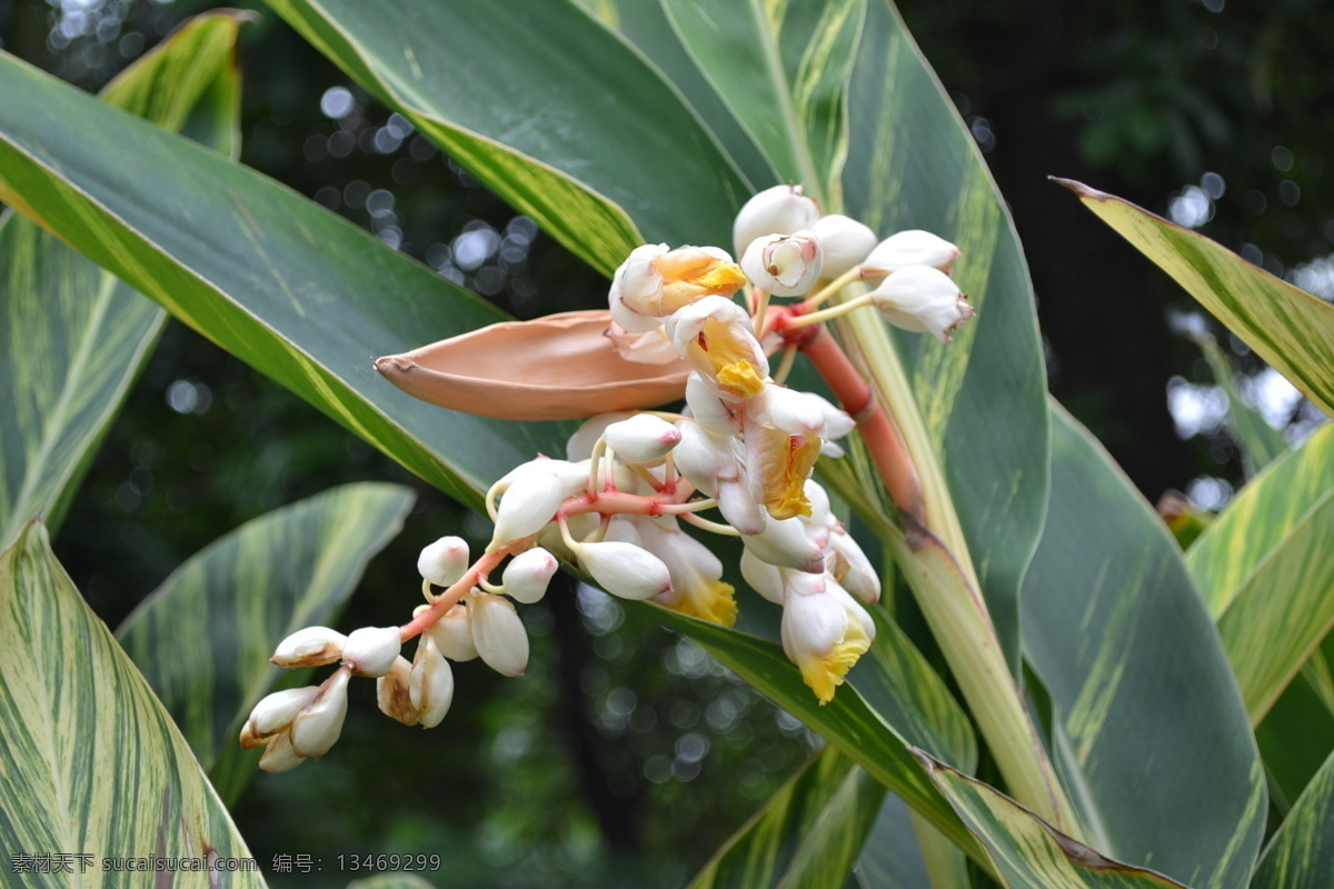 漂亮姜花 姜花 花草 生物世界